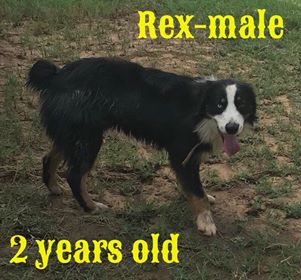 Rex