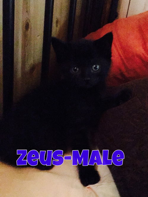 Zeus