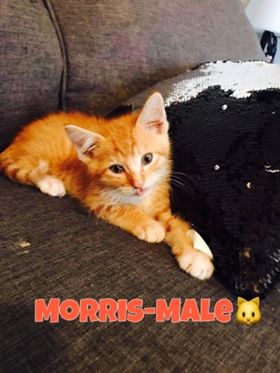 Morris