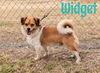 Widget