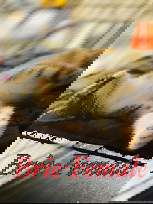 Brie