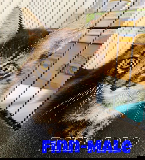 Finn
