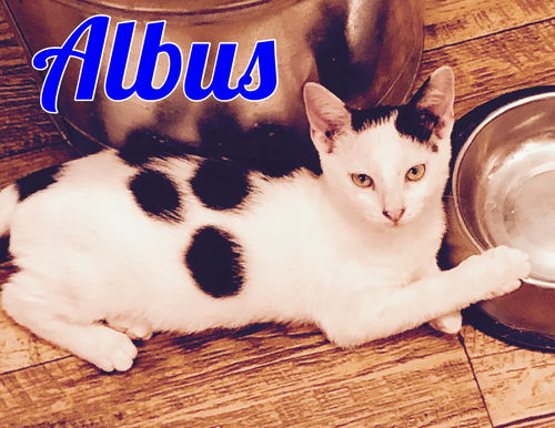 Albus