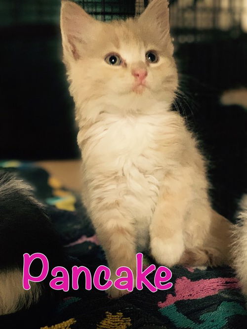 Pancake