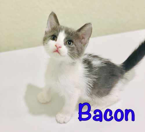 Bacon