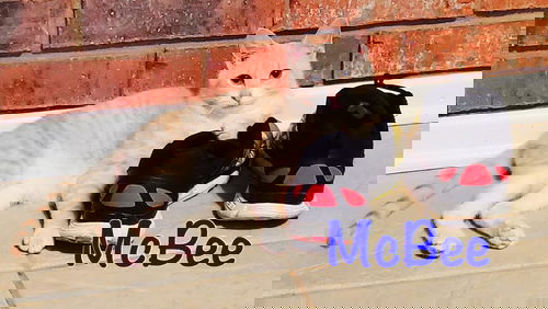 McBee*