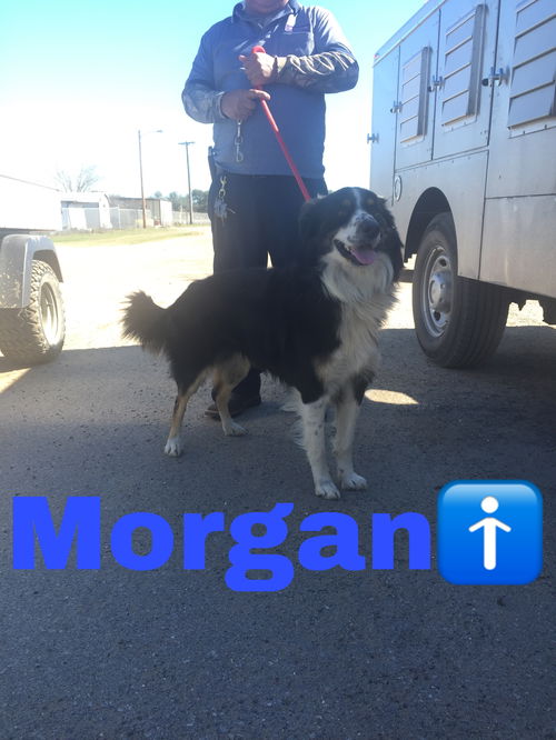 Morgan