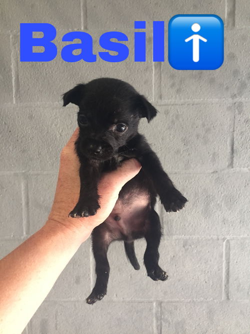 Basil