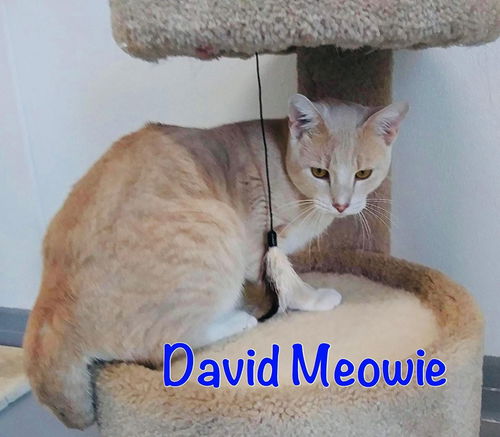 David Meowie