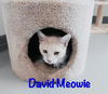 David Meowie