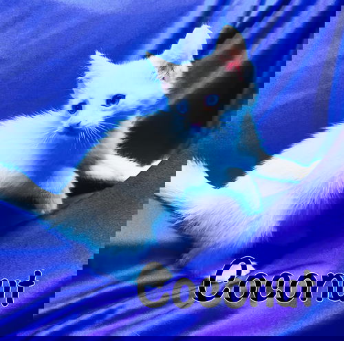 Coconut