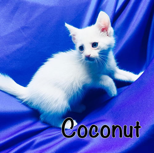 Coconut