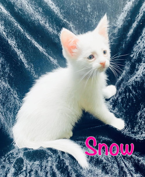 Snow