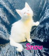 Snow