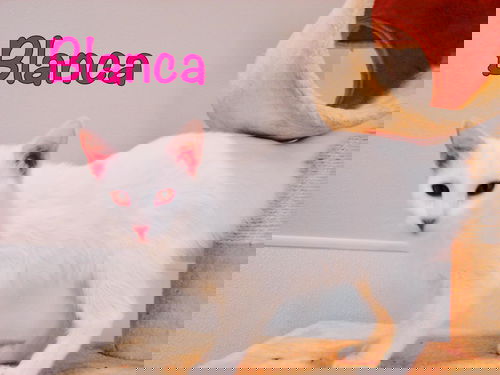 Blanca