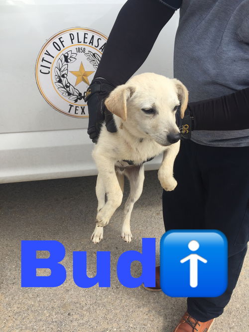 Bud