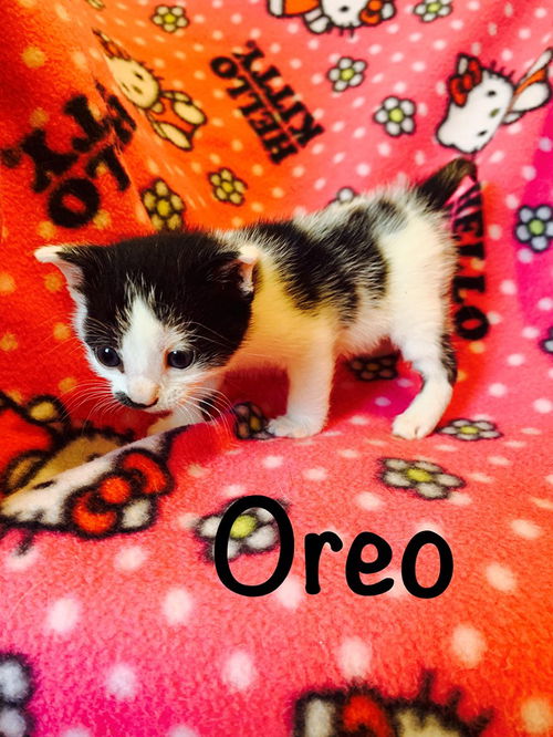 Oreo