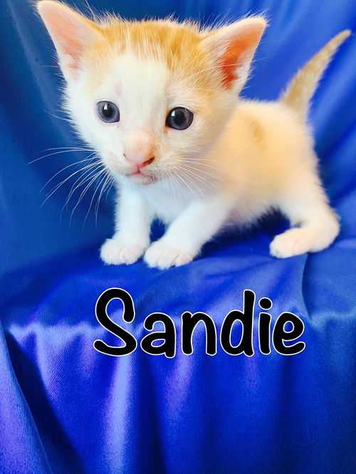 Sandie