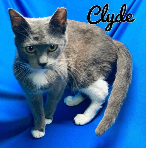 Clyde*