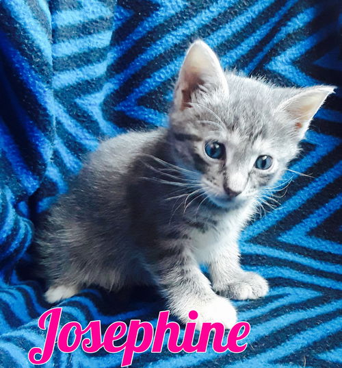 Josephine