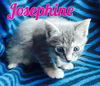 Josephine