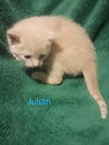 Julian