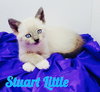 Stuart Little