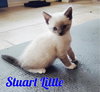 Stuart Little