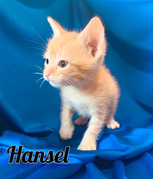 Hansel*