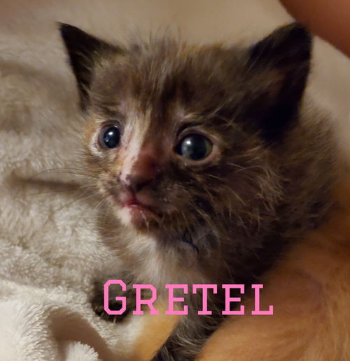 Gretel*