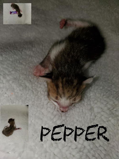 Pepper Spice*