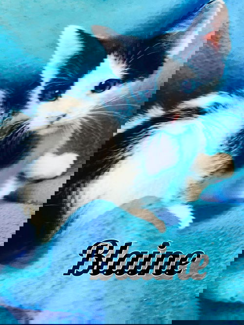 Blaine