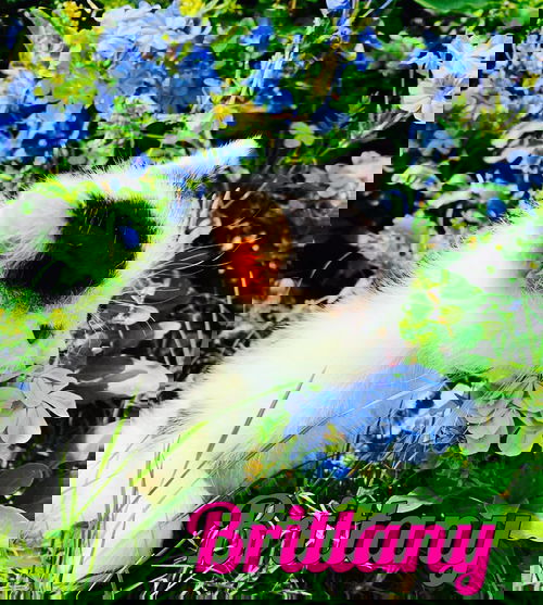 Brittany