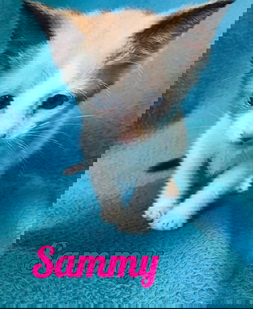 Sammy