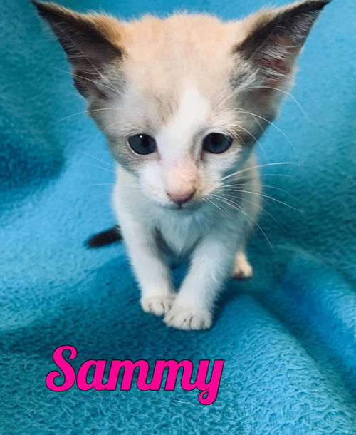 Sammy