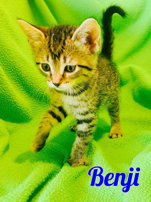 Benji