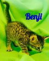 Benji