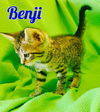 Benji