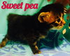 Sweet Pea