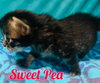 Sweet Pea