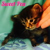 Sweet Pea