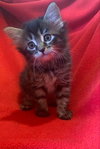 Sweet Pea