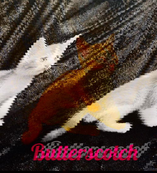 Butterscotch