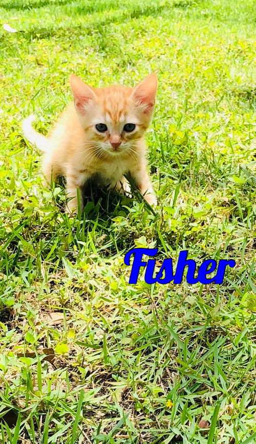 Fisher