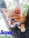 Scout