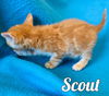 Scout