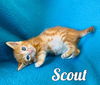 Scout