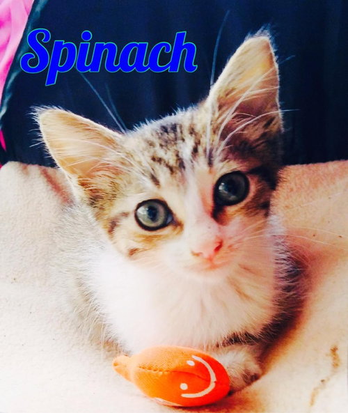 Spinach