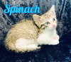 Spinach