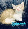 Spinach